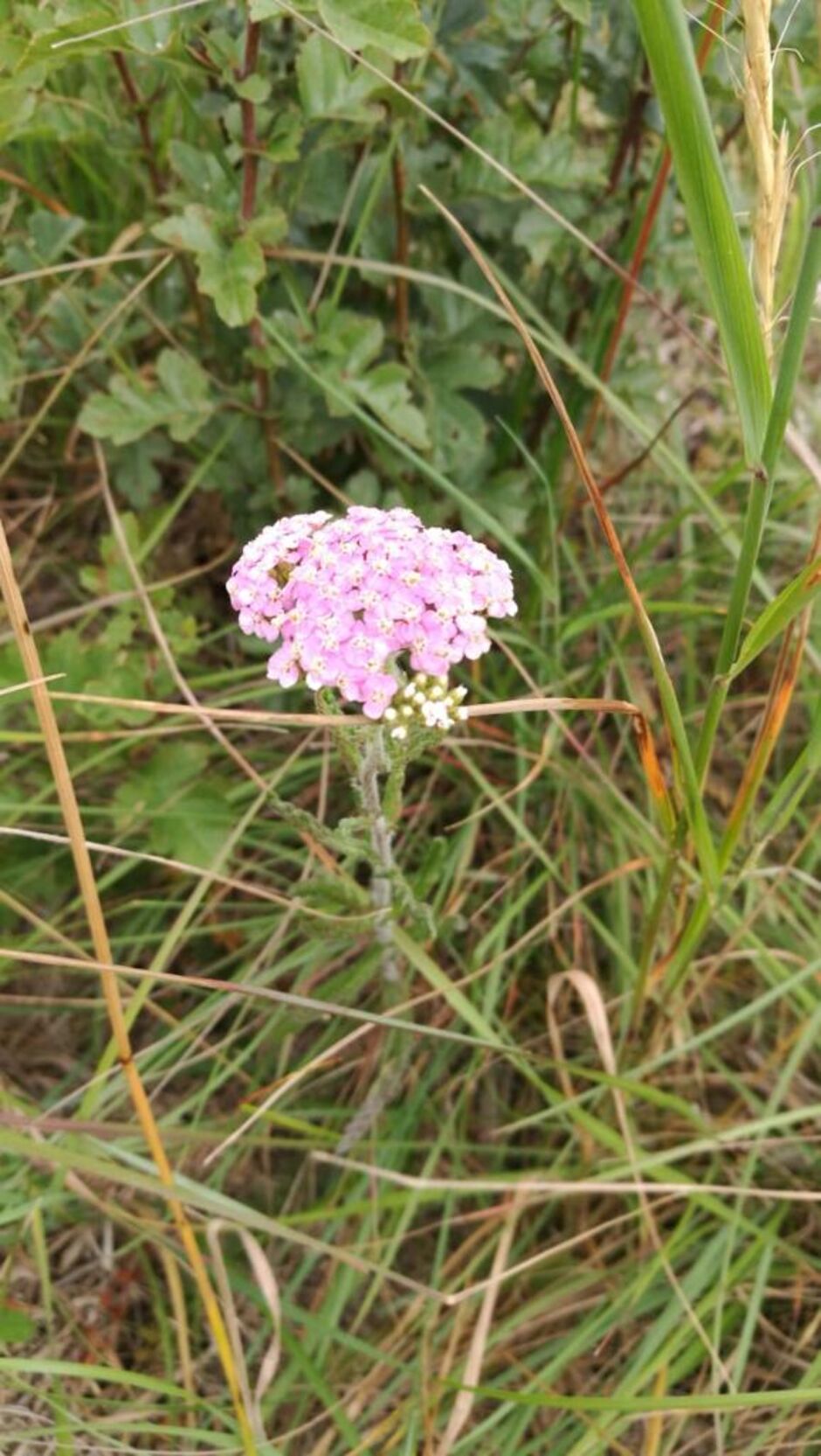 flora-and-fauna-at-bhgc